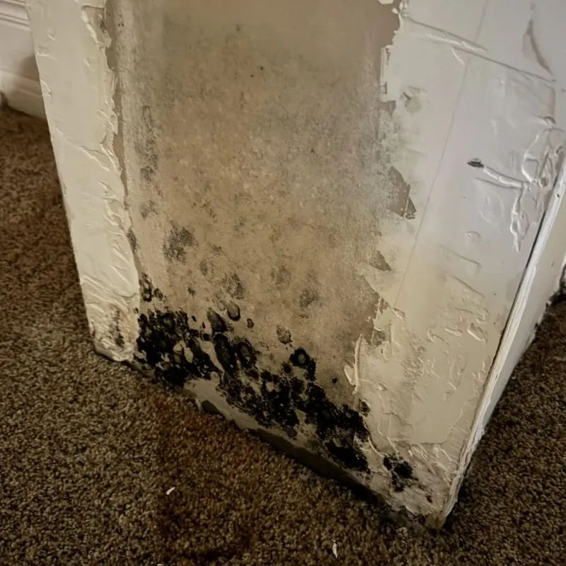 Professional Mold Removal in Berkeley, IL